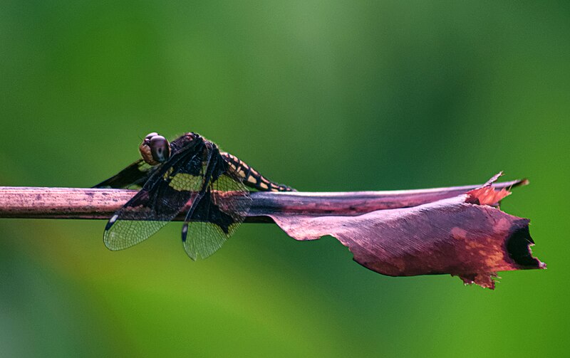 File:Butterfly on a dry leave.jpg