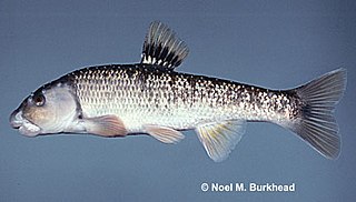Largescale stoneroller Species of fish