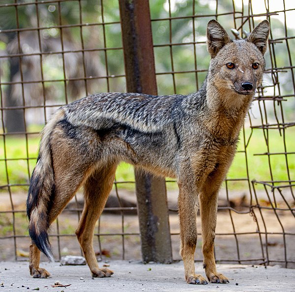 Image: CANIS ADUSTUS dans le park zoologique de kinshasa (cropped)