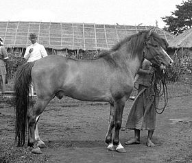 Batakhingst fotograferet omkring 1930