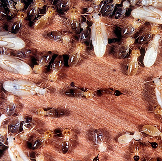 <i>Nasutitermes exitiosus</i> Species of termite