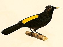 Cacicus chrysonotus 1847.jpg