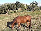 Can Ferrers. Aquell dia hi havia un cavall pasturant vora la casa i un home treballant el camp amb un motocultor.