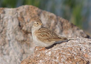 Asian short-toed lark species of bird