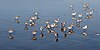 Calidris alba at Ocean Beach, San Francisco, California, at low tide - 20101116.jpg