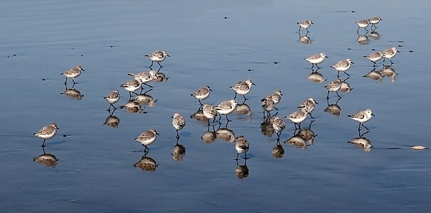 Western Snowy Plovers