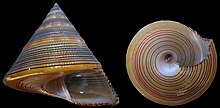 Calliostoma javanicum shell.jpg