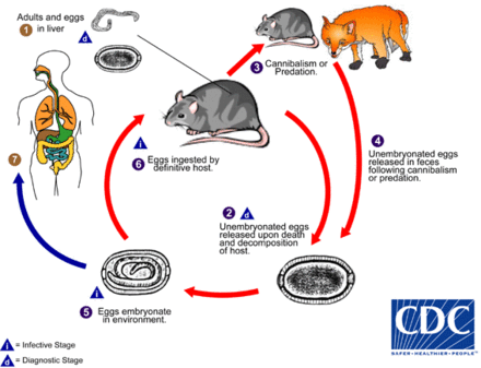 parasitic nematode life cycle