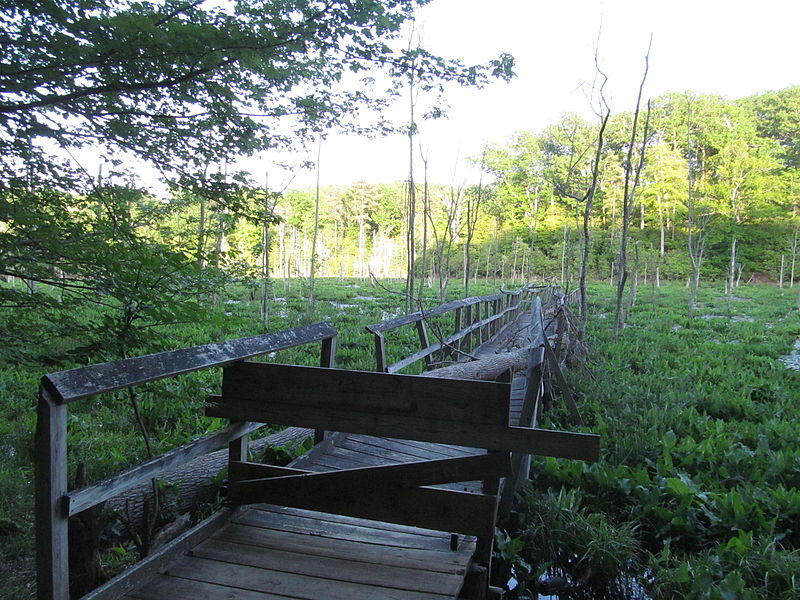 File:Calvert Cliffs State Park - Lusby, Maryland (14610690329).jpg