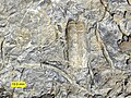 Rusophycus and other trace fossils from the Gog Group, Early Cambrian, Lake Louise, Alberta, Canada.