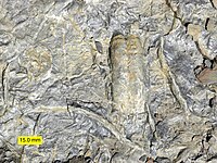 Traces fossiles cambriennes dont Rusophycus, faites par un trilobite