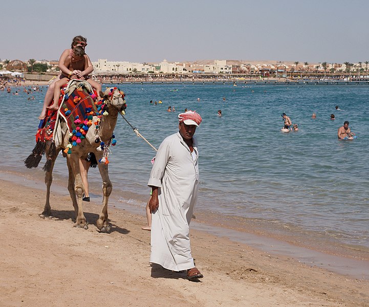 File:Camel on the beach 1.jpg
