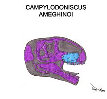 Campylodoniscus ameghinoi Tengkorak Mk I Me.jpg