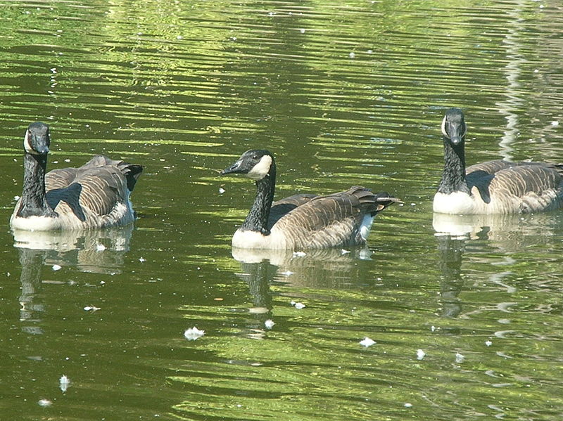 File:Canada Geese in Redwood City 1.JPG