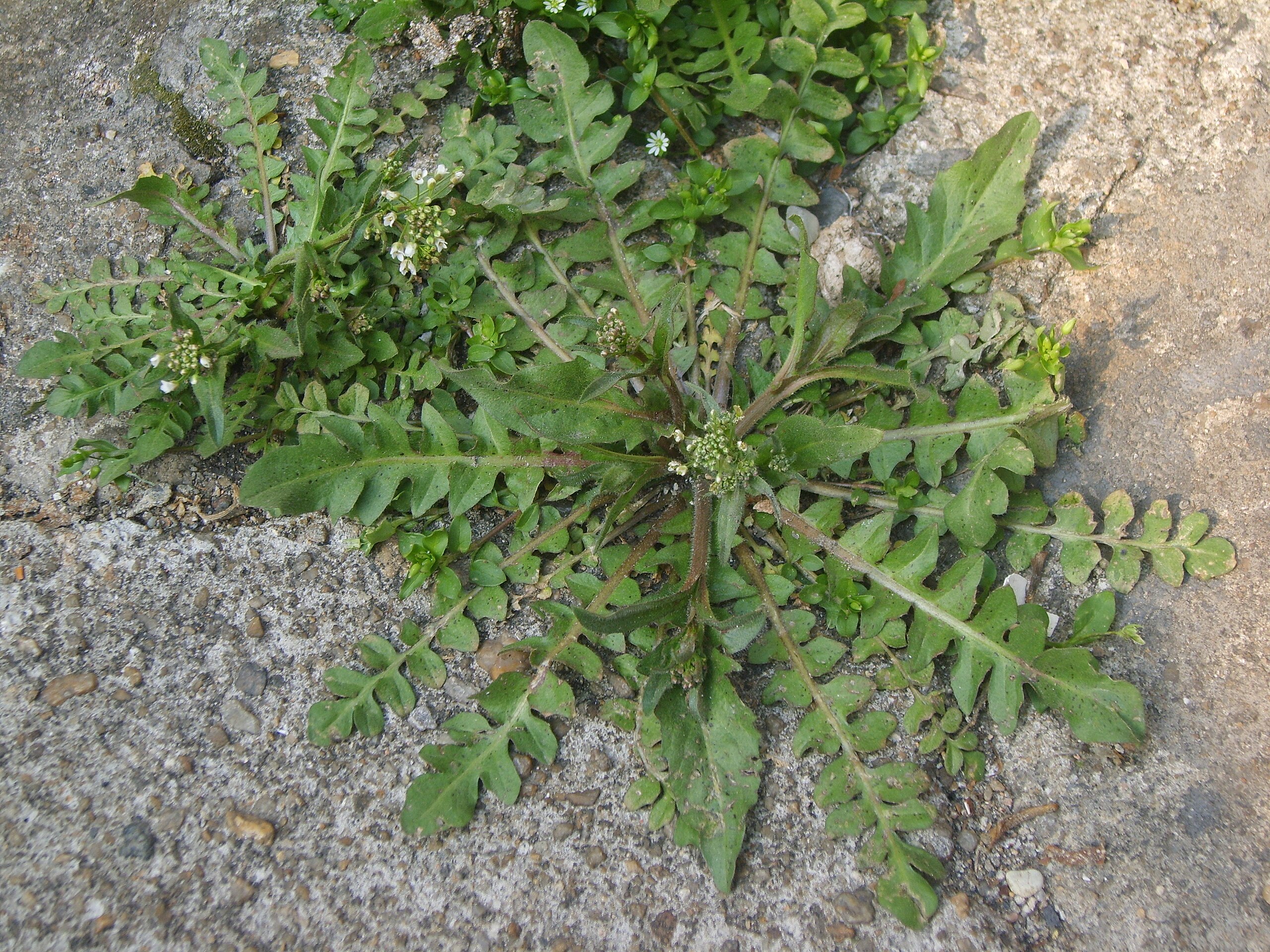 Пастушья сумка обыкновенная (Capsella bursa-pastoris)