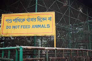 Singe en captivité au zoo de Chittagong (3181018749).jpg