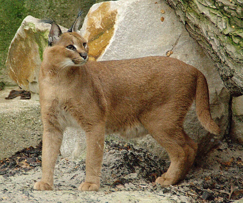 A Caracal gets as old as 17 years