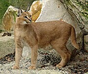 Braune Katze mit getufteten Ohren