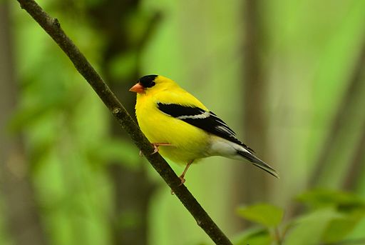 Carduelis tristis male 2011