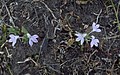 Carlowrightia sulcata (Acanthaceae). Yeatesia mabryi gehört in diese Reihe. Kein Bild in Commons.