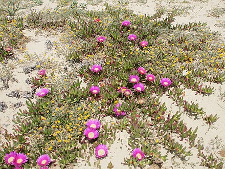 Carpobrotus and other prostrate plants growing on sand in Sicily, striking root and binding the soil as they grow