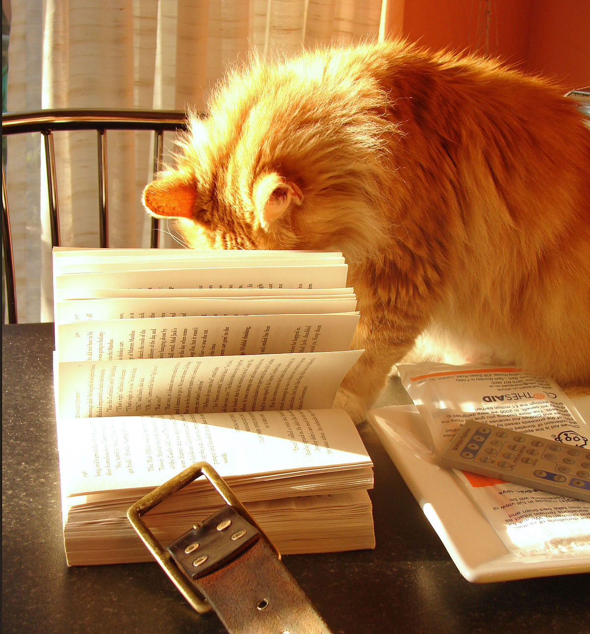 cats reading books