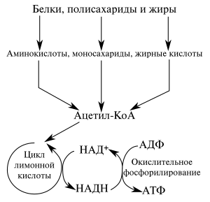 Реферат: Метаболизм как основа жизнедеятельности клетки