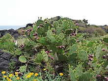 Figuiers de Barbarie sur la roche volcanique en bord de mer.