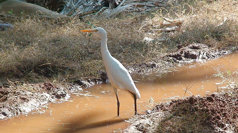 File:Cattle egret in water.jpg