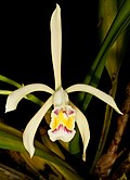 Cattleya iricolor Orchi 021.jpg