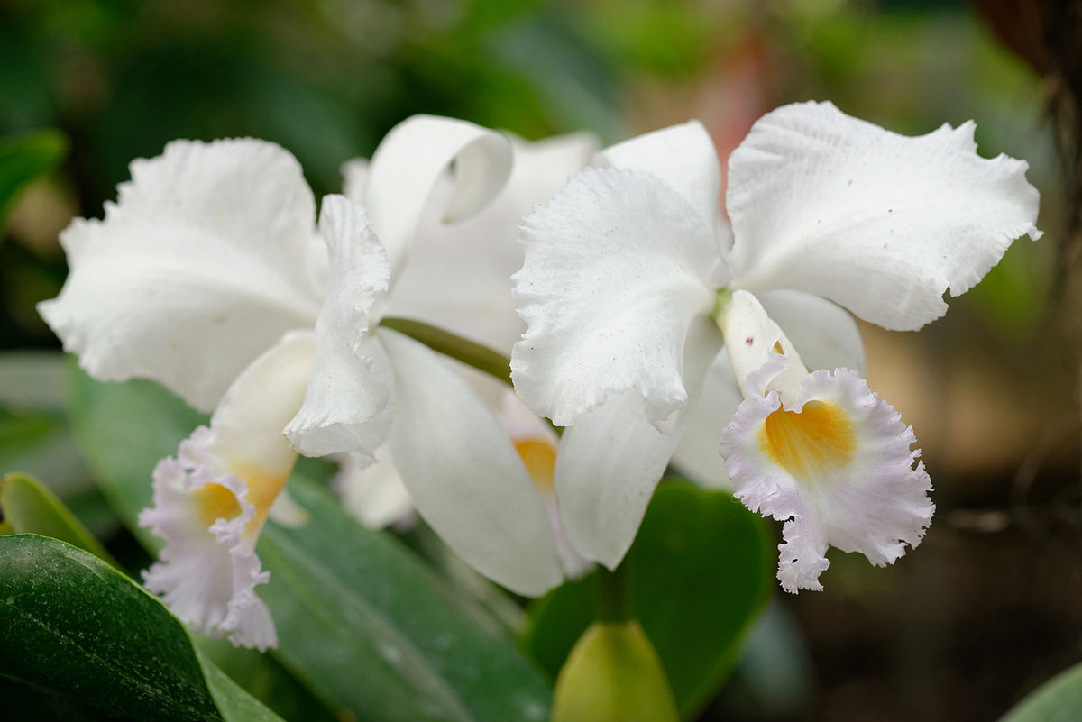 Орхидея Cattleya trianae Колумбия