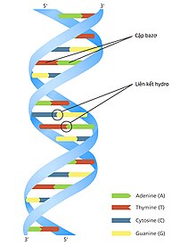 Mô tả cấu trúc ADN