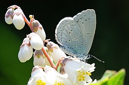 Celastrina oreas