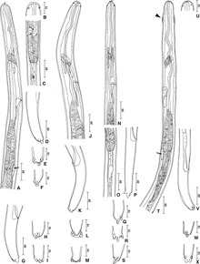 Cercopithifilaria larvae drawing.tif