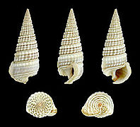 Cerithidea cingulata (Girdled Horn Snail), Shell