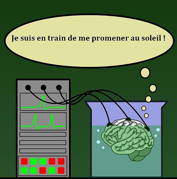 File:Cerveau dans une cuve.jpg