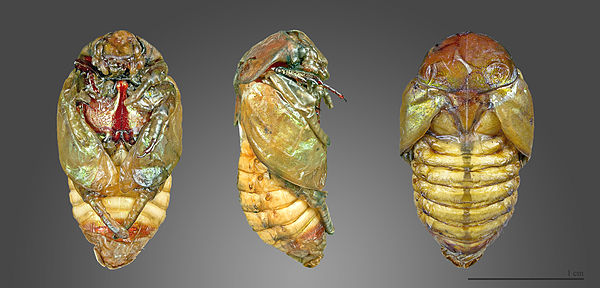 Pupa of the rose chafer beetle, Cetonia aurata