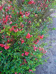 Chaenomeles speciosa Habitus