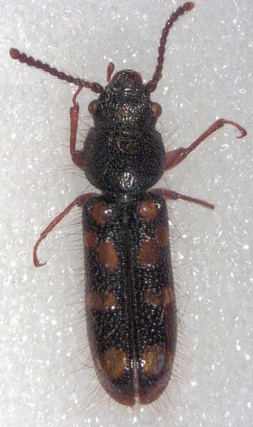 File:Chaetosomodes halli.jpg