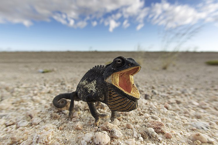 Пустынный хамелеон (лат. Chamaeleo namaquensis) в позе угрозы, пустыня Намиб