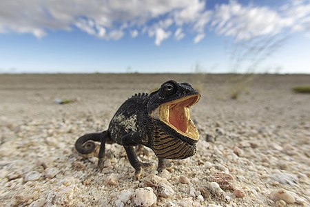 Namaqua chameleon threat display. Shallow DOF on face give it a larger than life look