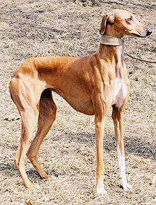 azawakh dog