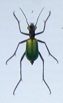 Cheilonycha auripennis.jpg