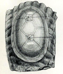 Chelyosoma macleayanum 001.png 