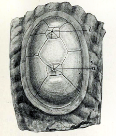 Chelyosoma macleayanum Chelyosoma macleayanum 001.png