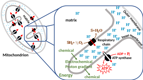 Chemiosmotic coupling in the membranes of a mitochondrion Chemiosmotic coupling mitochondrion.svg