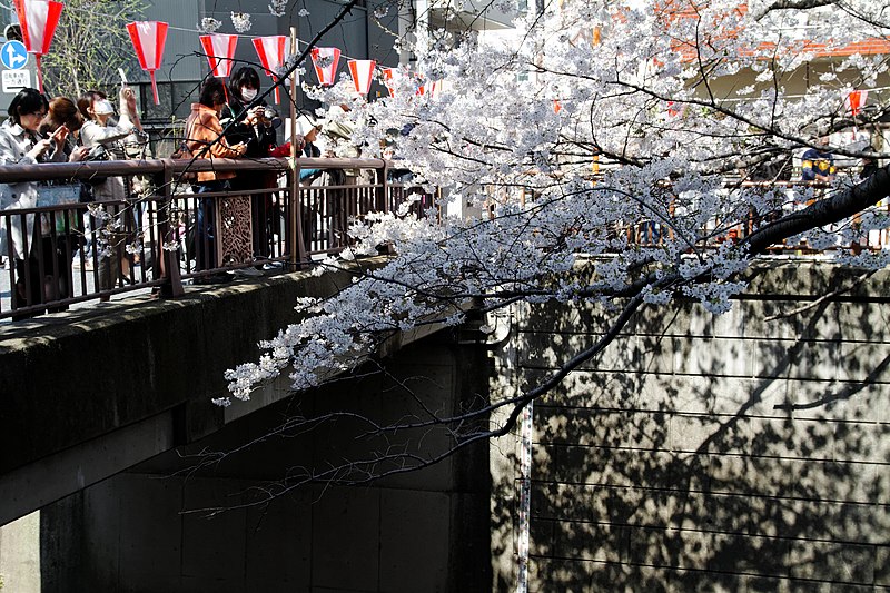 File:Cherry trees by the Meguro river (5735418759).jpg