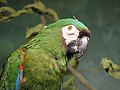 Chestnut-Fronted Macaw at the zoo