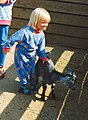 Childrens Farm goat Skan04 Milla ja vuohi C.jpg