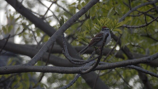 Chipping Sparrow (Spizella passerina)